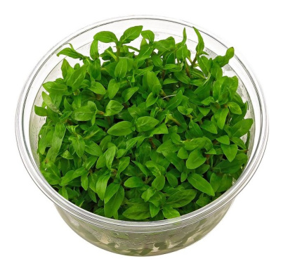 Стаурогин ползучий (меристемное растение)